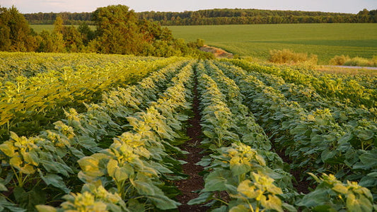 Why Choose Natural Soy Wax?